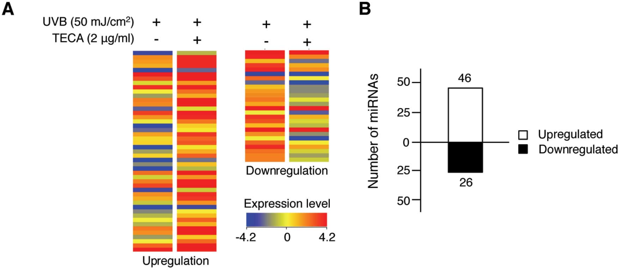 Titrated extract of Centella asiatica (TECA) alters miRNA expression profiles in UVB-irradiated HaCaT cells, with both upregulated and downregulated miRNAs identified.